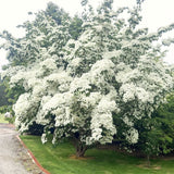 3 White Flowering Kousa Dogwood Trees, 12-24 Inch, Quart Pot Live Plants