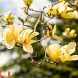 Live Yellow Magnolia Tree, 6-12 Inch Plant For Garden Or Large Container