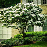 3 White Flowering Kousa Dogwood Trees, 12-24 Inch, Quart Pot Live Plants