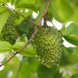 Tropical Live Guanabana Soursop Fruit Tree, 6-8 Inch Plant In A 4 Inch Pot