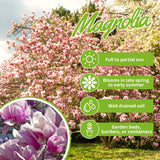 2 Live Saucer Magnolia Flowering Trees, 6-12 Inches Tall, 2.5-Inch Pots