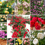 2 Live Climbing Rose Plants, Striped And Red Orange, Reblooming Bushes