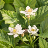 4 Boysenberry Live Plants, Sweet Hardy Berry Bushes, 5 To 8 Inch Height