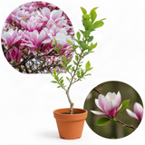 Live Saucer Magnolia Flowering Tree Plant, Fragrant Bush, 6-14 Inches Tall