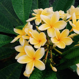 Live Yellow Plumeria Plant, 1 Gallon Pot, 1-2 Ft Tall Frangipani Tree.