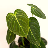 Trailing Black Gold Philodendron Live Houseplant, 5-8 Inch Tall, No Pot