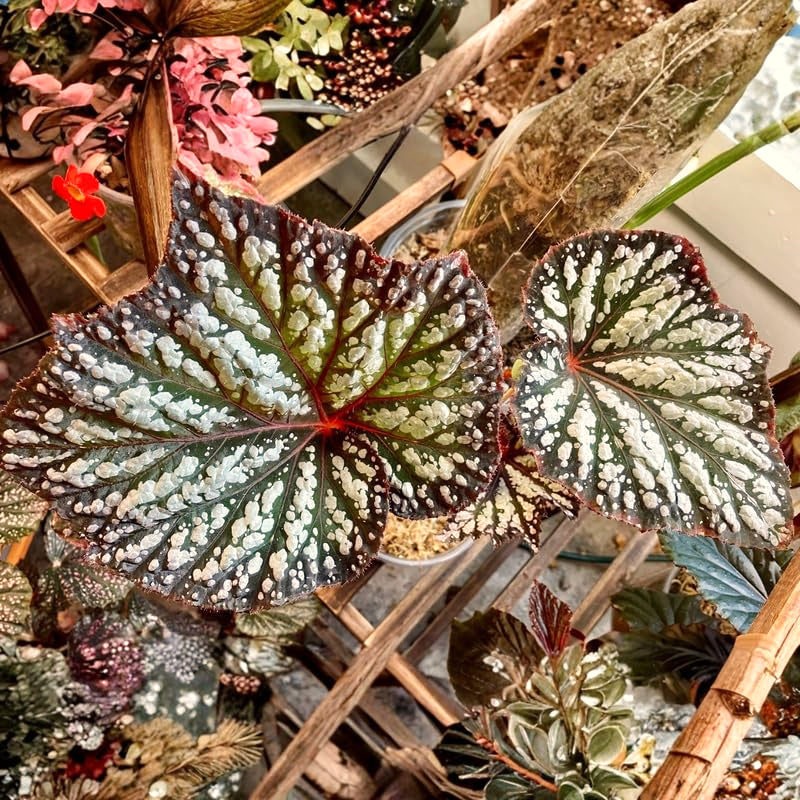 Colorful Begonia Live Plant, 4-6 Inch Starter Houseplant For Indoor Decor