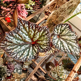 Colorful Begonia Live Plant, 4-6 Inch Starter Houseplant For Indoor Decor