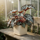 2 Live Angel Wing Begonia Maculata Plants, Polka Dot, Each 5-9 In Height