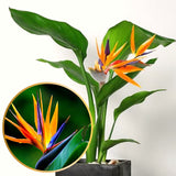 2 Live Orange Bird Of Paradise Plants, 5-9 Inch Tropical Houseplant Decor