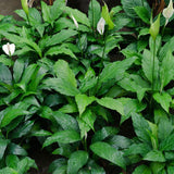 2 Live Green Peace Lily Plants, Indoor Decor For Home Or Office, 5-9 Inch