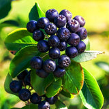 Live Black Chokeberry Plant, 8-14 Inches Tall In Quart Pot For Gardens