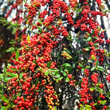 2 Live Holly Shrub Plants, Well-Rooted, 4-6 Inches Tall For Home Gardens