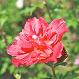 Live Red Rose Of Sharon Shrub, 6-12 Inch Potted Landscape Flower Bush Plant