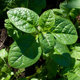 Live Malabar Spinach Vegetable Plant, 4 Inch Pot, 4-6 Inches Tall, Climbing