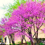 4 Live Eastern Redbud Trees, 6-12 Inch Hardy Flowering Landscape Trees