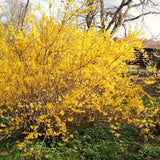 Yellow Flowering Forsythia Live Shrub, Well-Rooted Plant, 6-13 Inches Tall
