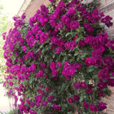 Live Reblooming Garden Rose Bush, Fragrant Flower Plant, Bare Root, 5-9 In