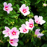 Live Pink Rose Of Sharon Shrub, 6-13 Inch Tall Potted Althea Flower Plant