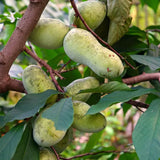 2 Pawpaw Live Plant Seedlings, 6 To 10 Inch Hardy Fruit Trees, Bare Root