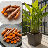 Live Curcuma Turmeric Plant, Yellow Root, 5-9 Inches Tall For Home Growing