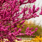 Redbud Flowering Tree In Quart Pot, Spring Blooms For Garden Border Use