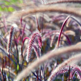 2 Live Red Purple Fountain Grass Plants, 5-9 Inch Garden Border Starters