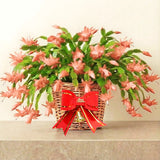 2 Live Salmon Christmas Cactus Plants, 3-6 Inch Indoor Outdoor Houseplants