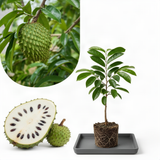 Live Guanabana Soursop Plant, 5-7 Inch Tropical Fruit Tree For Home Garden
