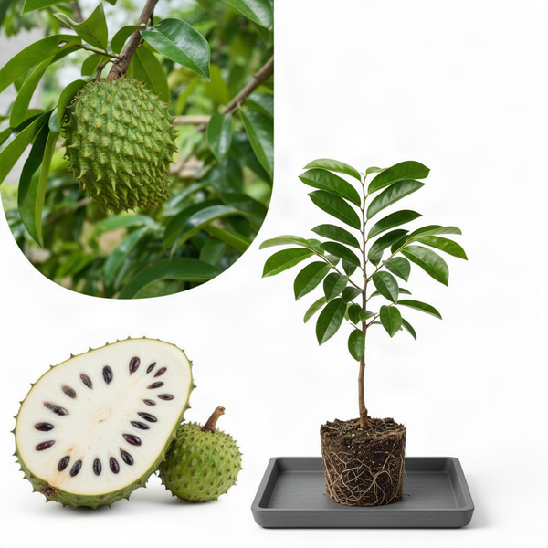 Live Guanabana Soursop Plant, 5-7 Inch Tropical Fruit Tree For Home Garden