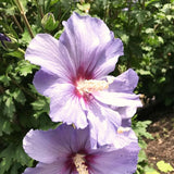Live Purple Rose Of Sharon Shrub, 6-10 Inch Althea Hibiscus Flower Plant