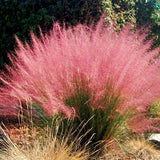 2 Pink Muhly Grass Live Plants, 5-9 Inch Perennial Ornamentals For Gardens