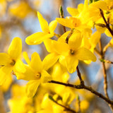 Live Lynwood Gold Forsythia Shrub, Yellow Spring Blooms, 6-12 Inches Tall