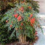 Live Nandina Shrub Plant, 6-9 Inches Tall, Well Rooted In 2.5-Inch Pot