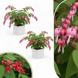 2 Live Clerodendrum Vines, Red Bleeding Heart Plants, 4-6 Inches Tall!