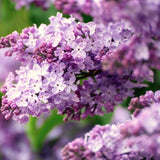Purple Lilac Live Plant, Quart Pot, 6-12 Inch Tall Outdoor Perennial Shrub