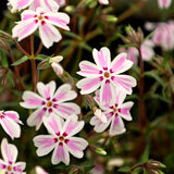 2 Live Pink Creeping Phlox Plants, Flower Ground Cover, 4-8 Inches Tall