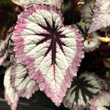 2 Live Fire Begonia Maculata Plants, Angel Wing, Polka Dot, 5-9 Inches