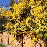 Yellow Forsythia Live Shrub, 6-12 Inch Potted Plant With Fragrant Blooms