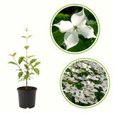 Live Kousa Dogwood Tree, 2.5 Inch Pot, Spring-Flowering Landscape Plant