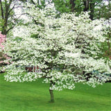 Live White Flowering Dogwood Tree, 6-12 Inches Tall In A Quart Pot, Outdoor