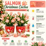 2 Live Salmon Christmas Cactus Plants, 4-8 Inch Holiday Houseplants Decor