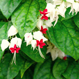 2 Live Clerodendrum Vines, White Bleeding Heart Plants, 4-6 Inches Tall
