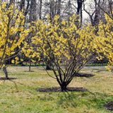 Live Yellow Witch Hazel Tree, Autumn-Flowering Patio Shrub, A Quart Pot