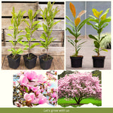 Saucer Magnolia Live Tree, 6-12 Inch Flowering Plant, Cold Hardy Shrub
