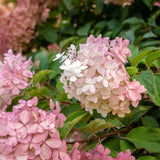 2 Pink Hydrangea Live Plants, 6-12 Inch Tall Shrubs With Large Pink Blooms