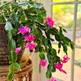2 Live Pink Christmas Cactus Plants, 4-8 Inch Indoor Holiday Houseplant