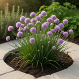 3 Heirloom Leek Chives Herb Plants, Live Chives Measuring 4 Inches Tall