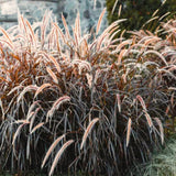 4 Red Purple Fountain Grass, Live Perennial Plants, 5-9 Inches In Height