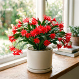 Live Red Easter Cactus, 5-7 Inch Indoor Houseplant For Hanging Basket Decor